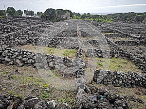 Biscoitos wine trail