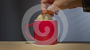 Biscuit dunked into hot drink in a bright red coffee mug