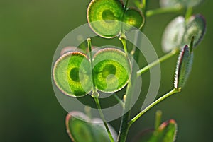 Biscutella didyma, the Buckler Mustard, family Brassicaceae