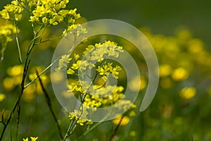 Biscutella laevigata bright yellow alpine flowers in bloom, perennial buckler-mustard mountain flowering petal plant