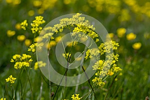 Biscutella laevigata bright yellow alpine flowers in bloom, perennial buckler-mustard mountain flowering petal plant