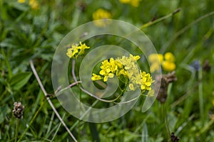 Biscutella laevigata bright yellow alpine flowers in bloom, perennial buckler-mustard mountain flowering petal plant