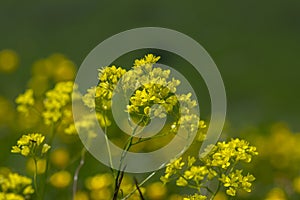 Biscutella laevigata bright yellow alpine flowers in bloom, perennial buckler-mustard mountain flowering petal plant