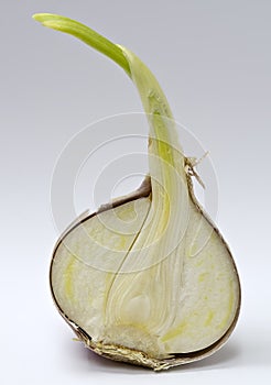 Bisected germed chinese garlic