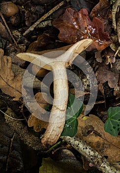 A bisected Oak Milkcap mushroom or actarius quietus. photo