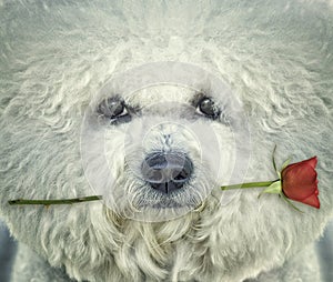 Bishon frise dog with rose in his mouth