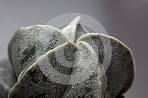 Bishop cap cactus, Astrophytum myriostigma