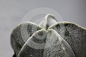 Bishop cap cactus, Astrophytum myriostigma