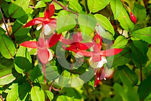 Bishop Hat flower at Montreal botanical garden