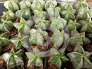 Bishop\'s Cap cactus (Astrophytum Myriostigma) in pots