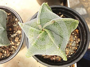 bishop's cap cactus, star cactus photo