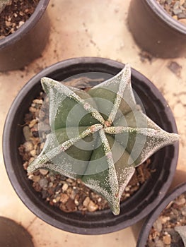 Astrophytum star cactus ,bishop's cap cactus,star cactus photo