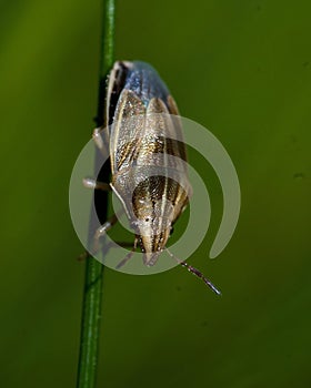 Bishop`s mitre shieldbug, Aelia acuminata