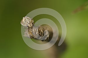 Bishops Mitre Shieldbug