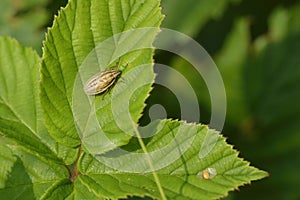 Bishops Mitre Shieldbug
