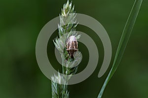 Bishops Mitre Shieldbug