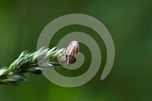 Bishops Mitre Shieldbug