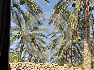 Biskra tolga palmier