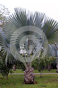 Bismarck Palm  837866 photo