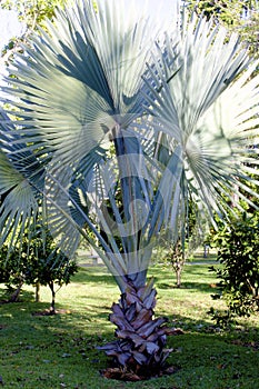 Bismarck Palm  837890 photo