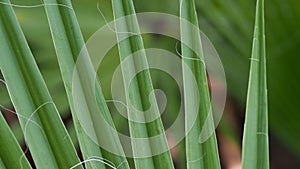 Bismarck Palm Texture Leaf