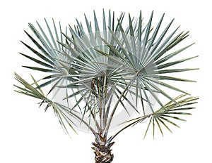 Bismarck Palm Tree photo