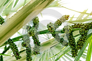 Bismarckia nobilis in the garden. Closeup round green raw fruit of Bismarck palm. Evergreen palm. Palm tree for decorate hotel or