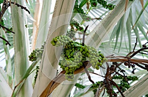 Bismarckia nobilis in the garden. Closeup round green raw fruit of Bismarck palm. Evergreen palm. Palm tree for decorate hotel or