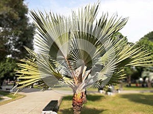 Bismarckia Silver Palem or Bismarckia nobilis is a unique leafy palm tree originating from Africa photo