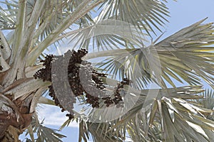 Bismark Palm and cluster of drupes