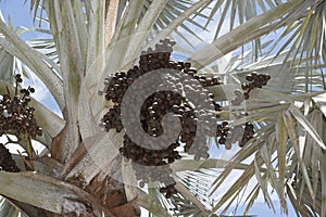 Bismark Palm and cluster of drupes
