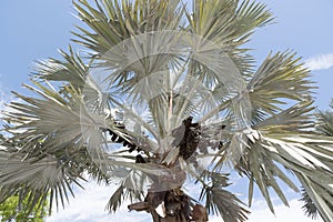 Bismark Palm and cluster of drupes photo