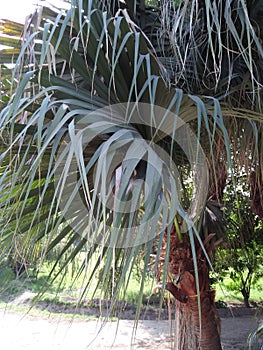 BISMARK PALM ,SUB-TROPICAL LANDSCAPE