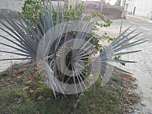 BISMARK PALM ,SUB-TROPICAL LANDSCAPE