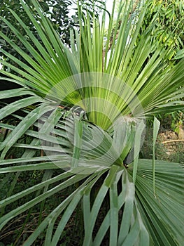 BISMARK PALM ,SUB-TROPICAL LANDSCAPE