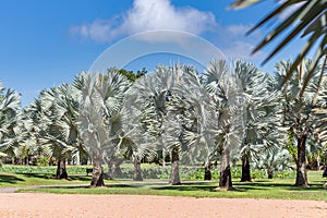 Bismark Palms in Botanical Garden in front of Blue Sky, Australia