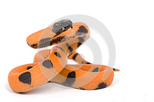 Bismark ringed python