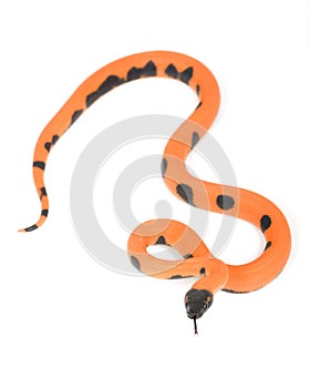 Bismark ringed python