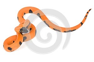 Bismark ringed python