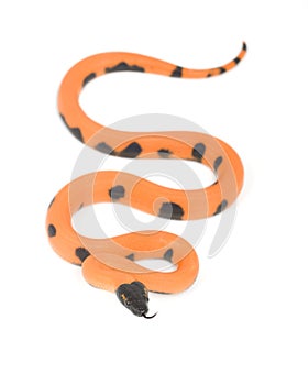 Bismark Ringed Python