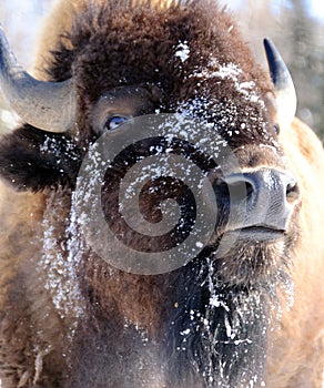 Bison