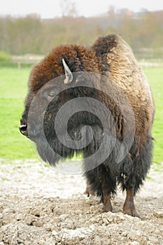 Bison