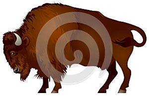 Bison