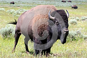 Bison