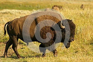 Bison