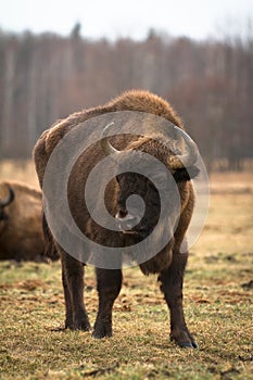Bison