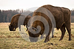 Bison