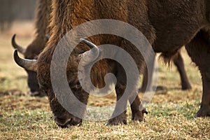 Bison