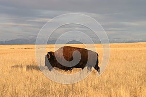 Bison photo