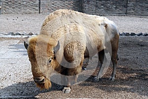 Bison